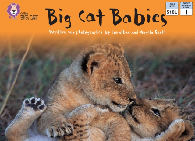 Big Cat Babies