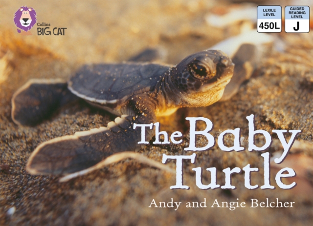 Baby Turtle