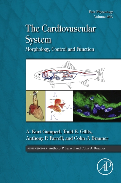 Cardiovascular System