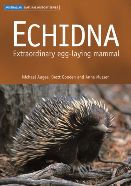 Echidna