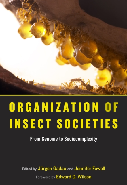 Organization of Insect Societies