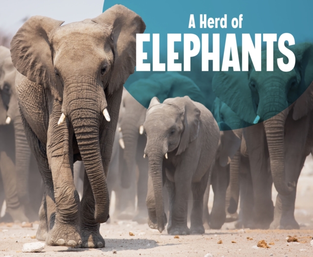 Herd of Elephants