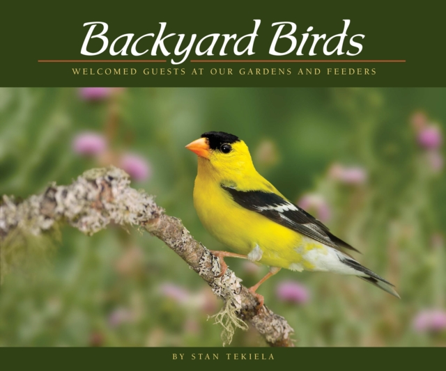 Backyard Birds