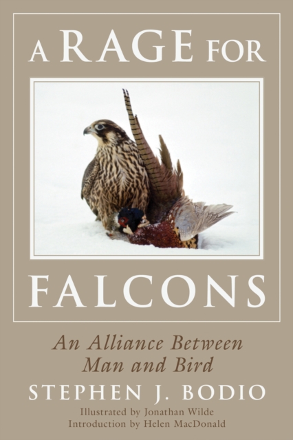 Rage for Falcons